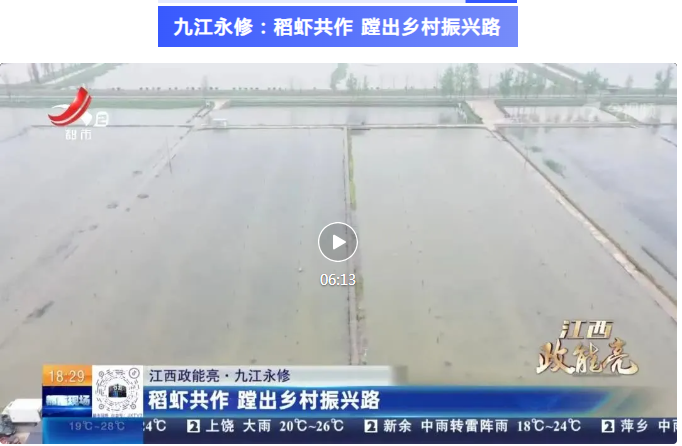 【江西·政能亮】九江永修：稻虾共作 蹚出乡村振兴路